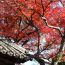 リレー徘徊36・京都ひっそり紅葉地・鳴滝1