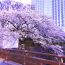 東京に着いたら桜を眺めながらホテルで朝食を。都内のお花見できるホテル4選